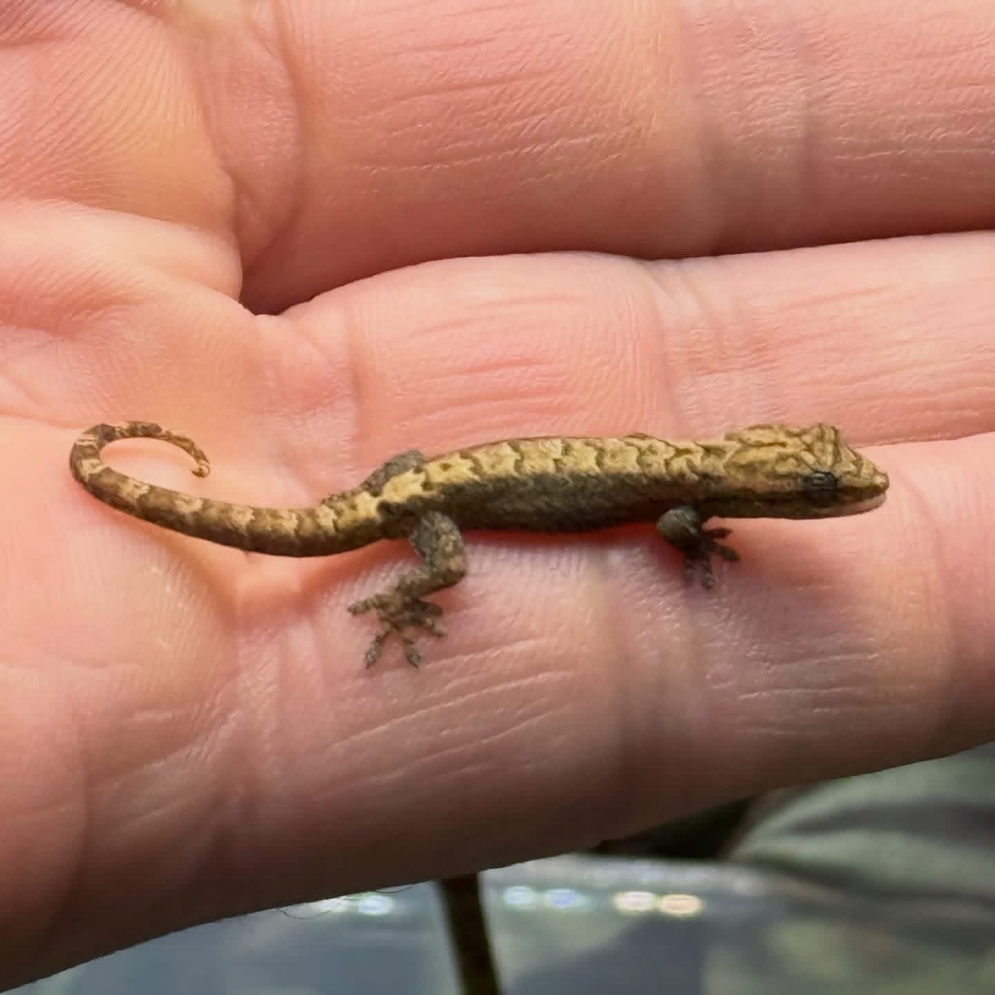 Mourning Gecko