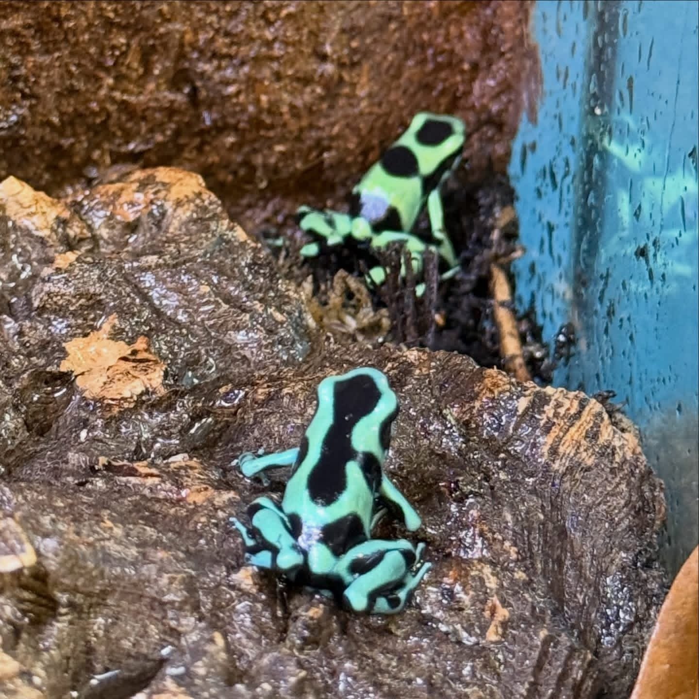 Black Auratus Dart Frog