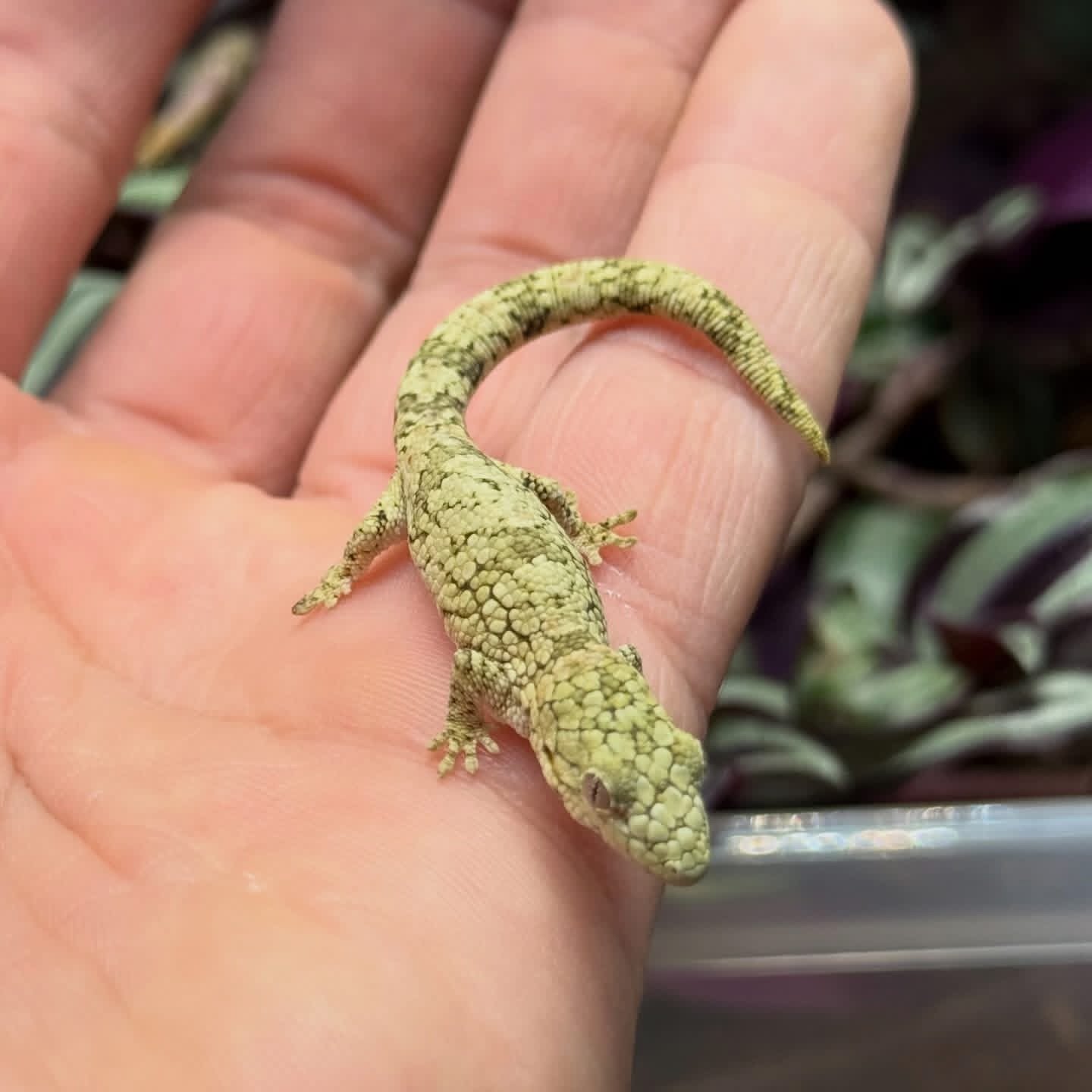 Chameleon Gecko