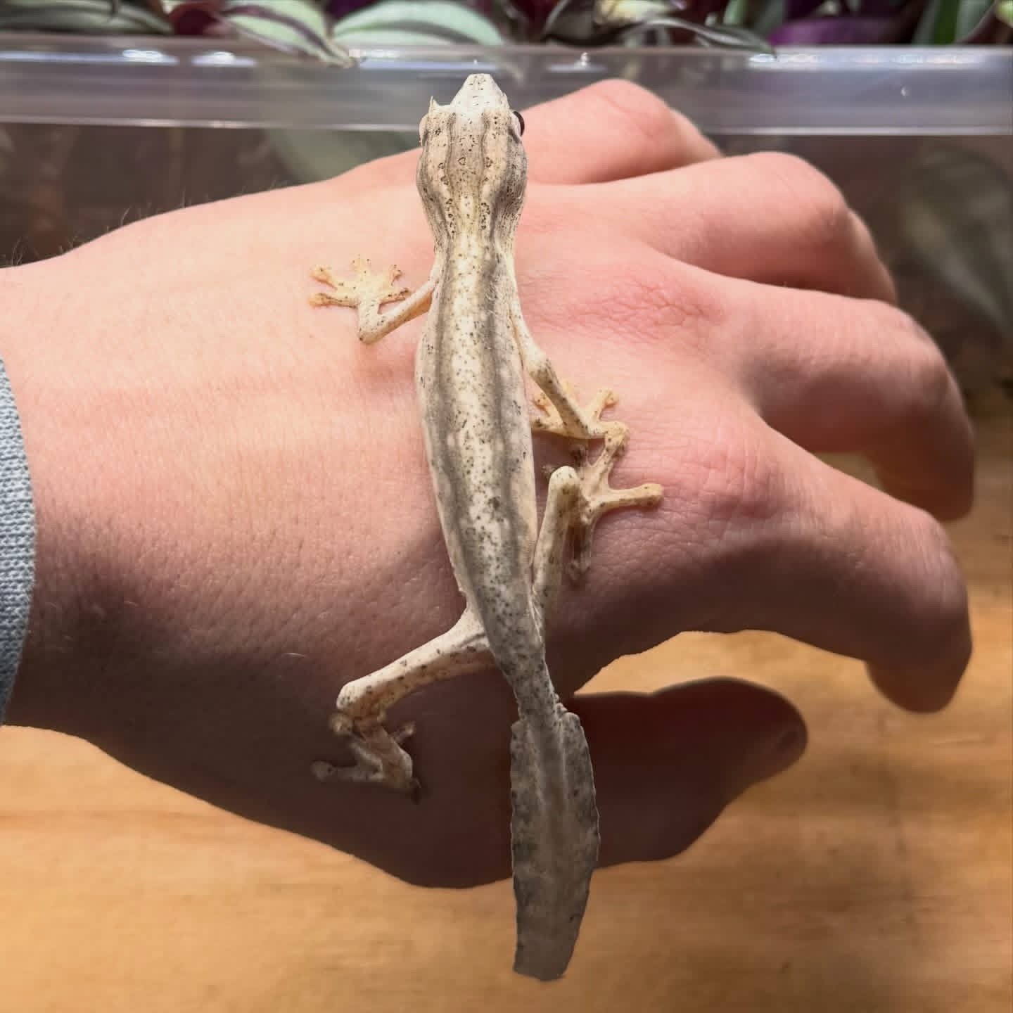 Lined Leaf-Tailed Gecko