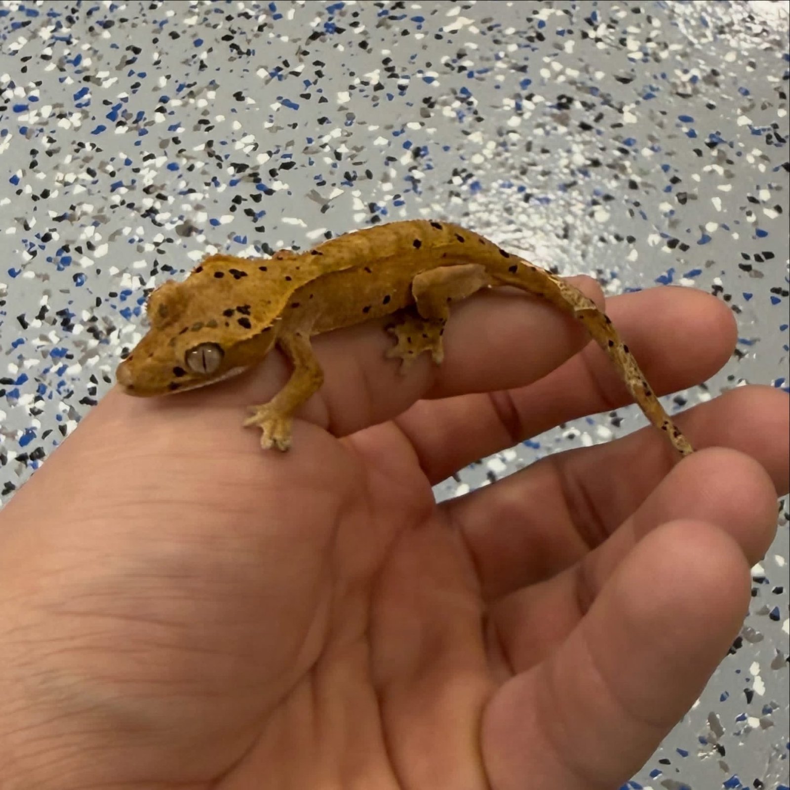 DALMATIAN CRESTED GECKO