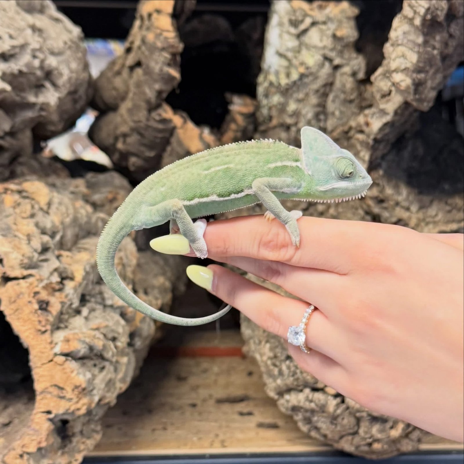 VEILED CHAMELEON