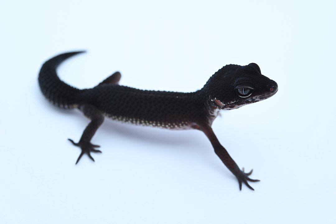 Black Night Leopard Gecko (Eublepharis macularius)