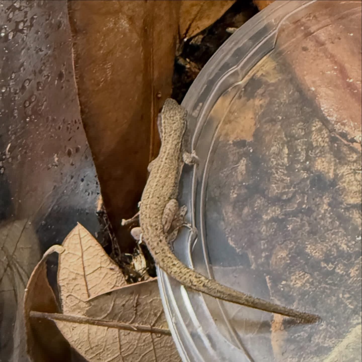 Cameroon Dwarf Gecko Pair
