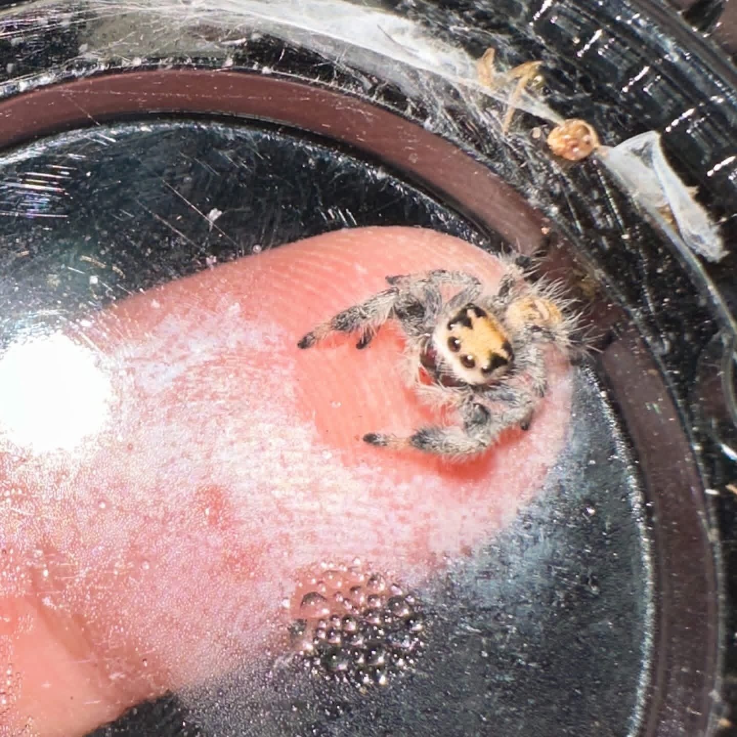 Regal Jumping Spider