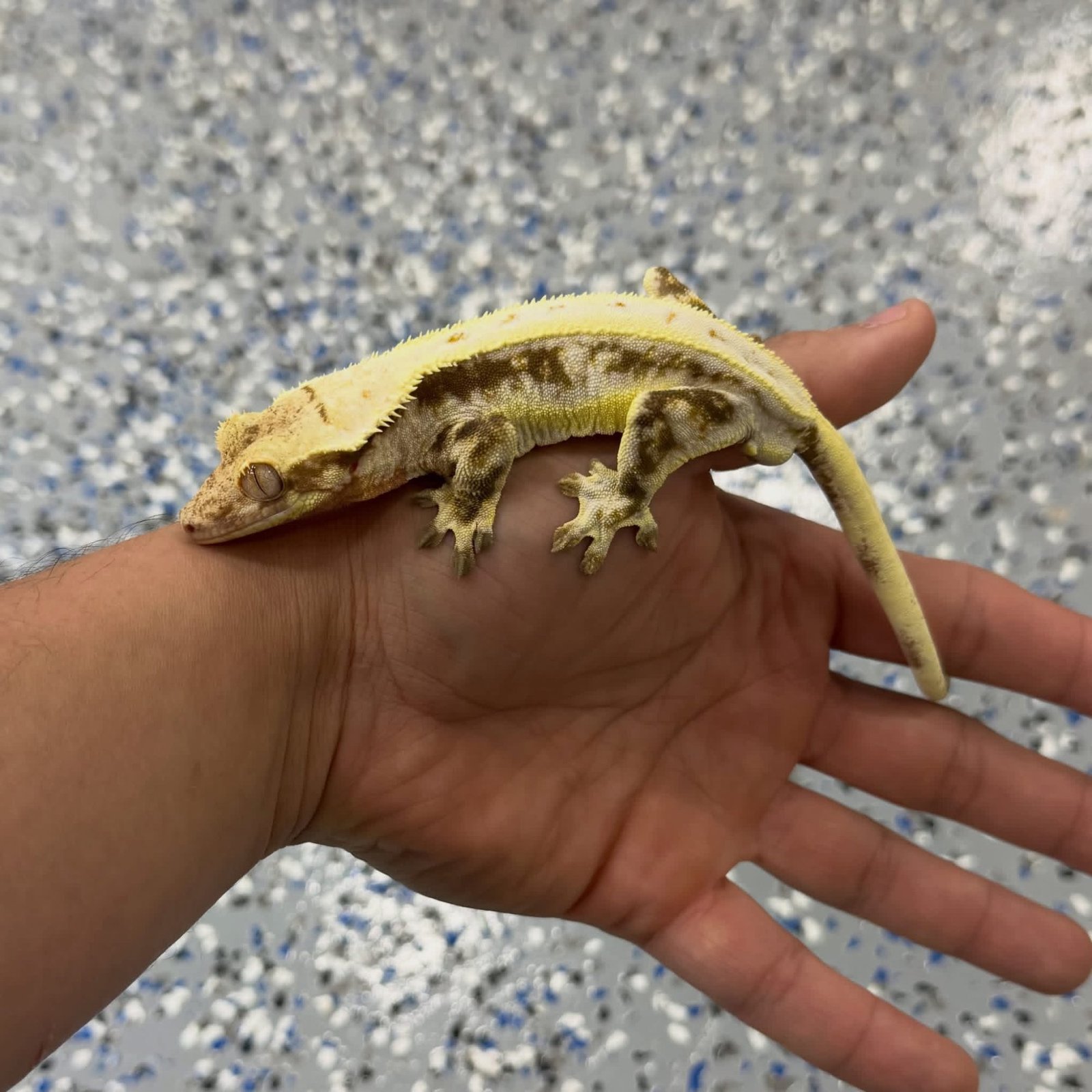 Adult Male Lillywhite Crested Gecko
