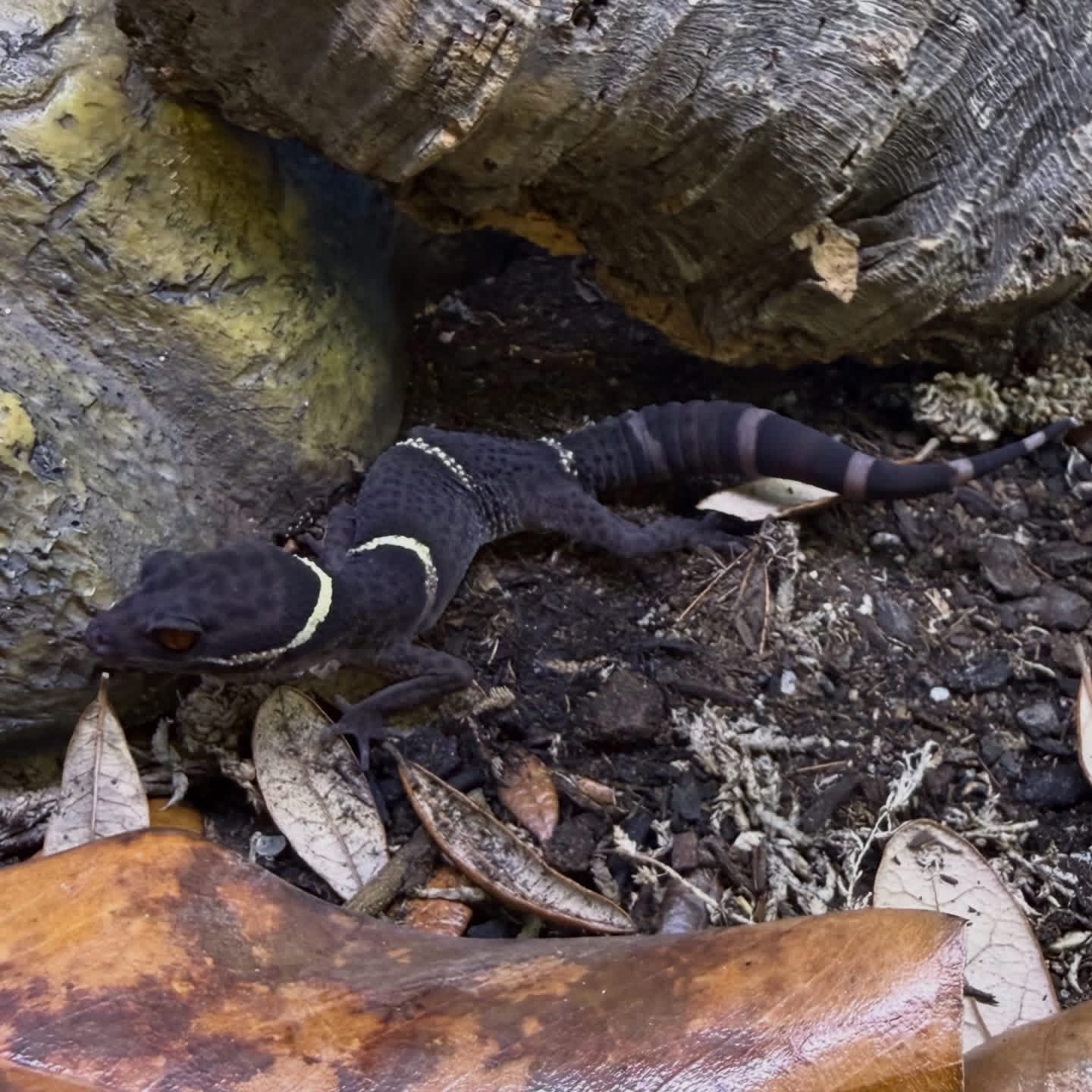 Chinese Cave Gecko