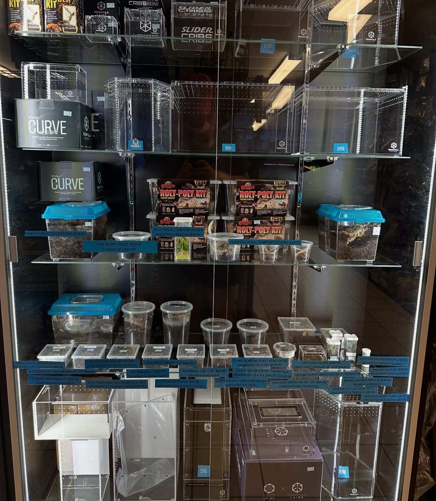 TARANTULA CRIBS
