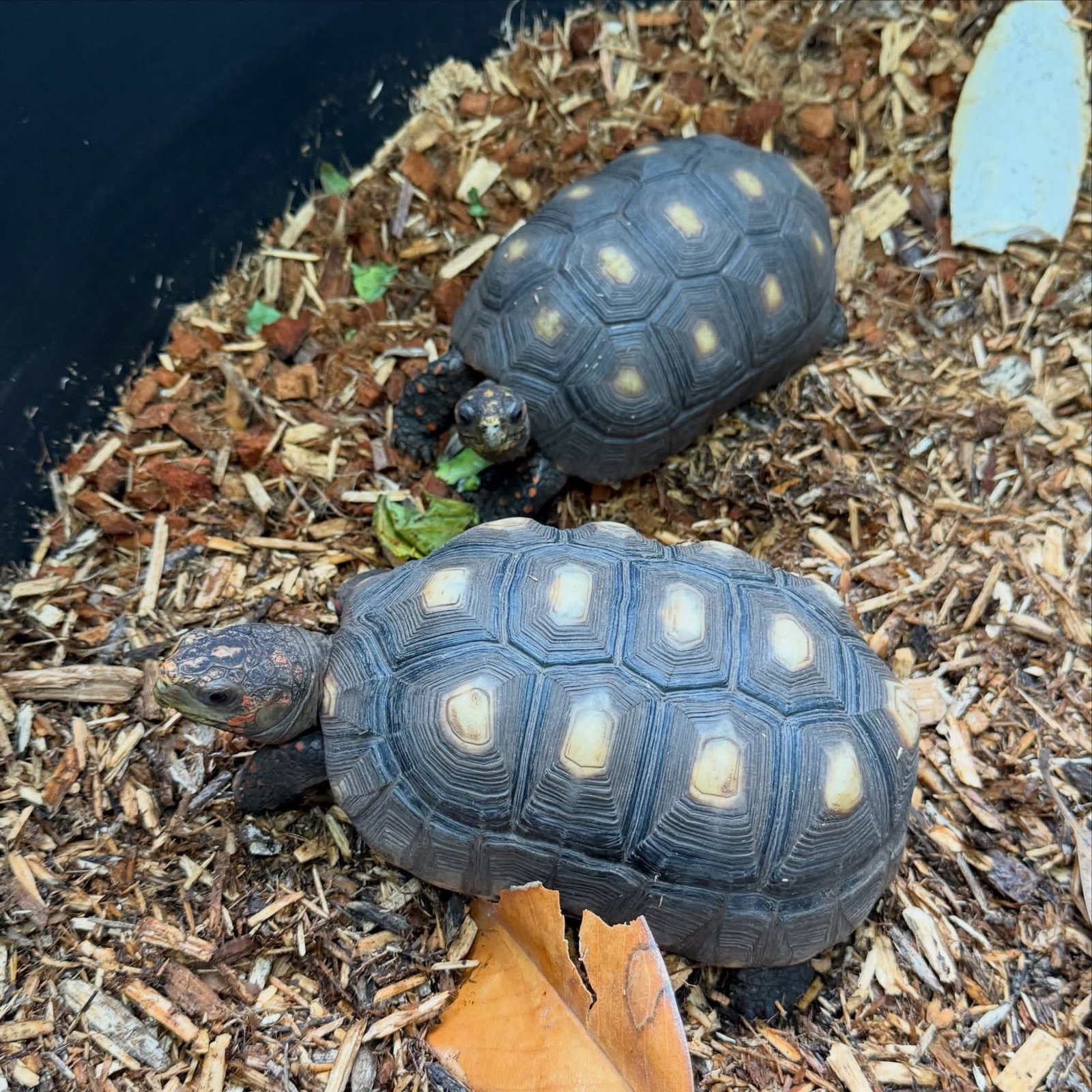 Red Foot Tortoise
