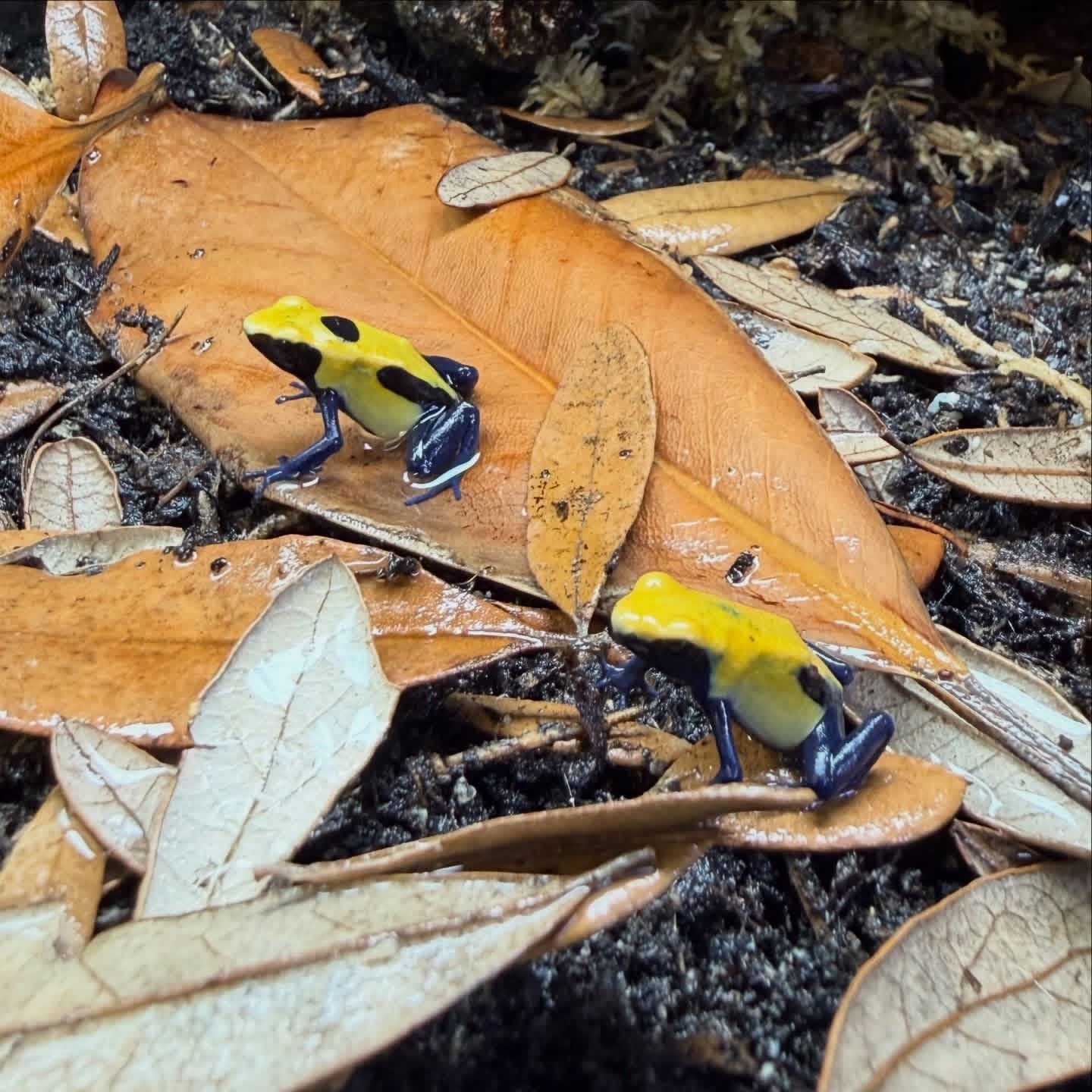 Citronella Tinctorius Dart Frogs